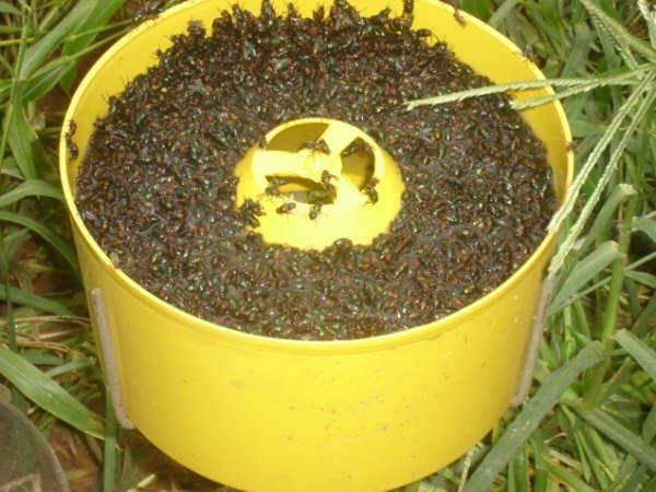 Papa Mosca, produto inovador captura de moscas, com foco, no meio ambiente e no bem-estar animal